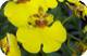 Oncidium